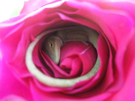 lizard sleeping in rose